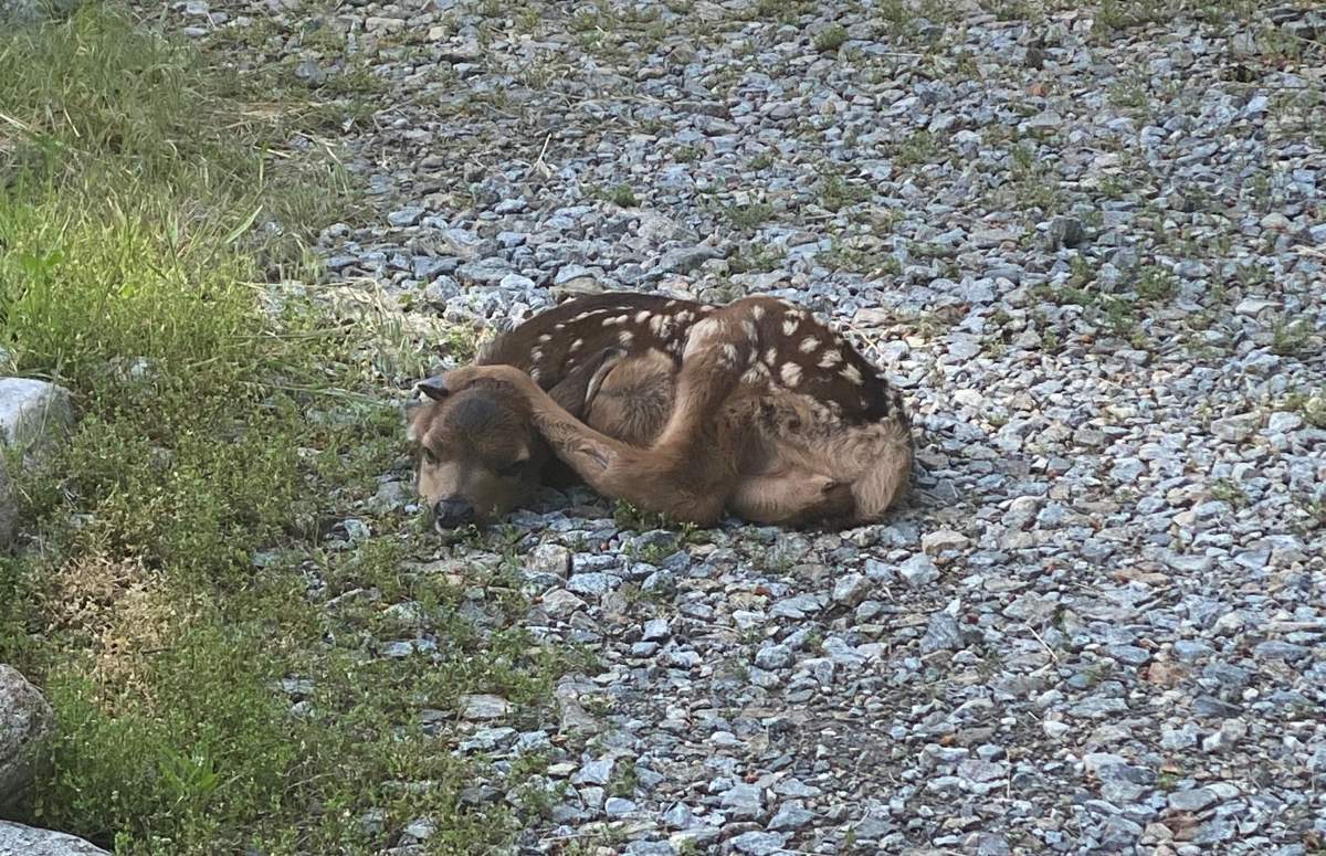 May 29, 2022 Fawn pic