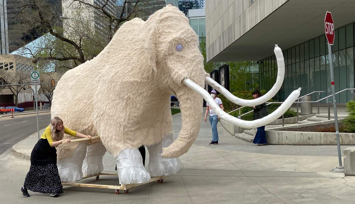 Ren the life-sized woolly mammoth lantern sculpture made a journey through downtown Edmonton Monday, May 16, 2022.