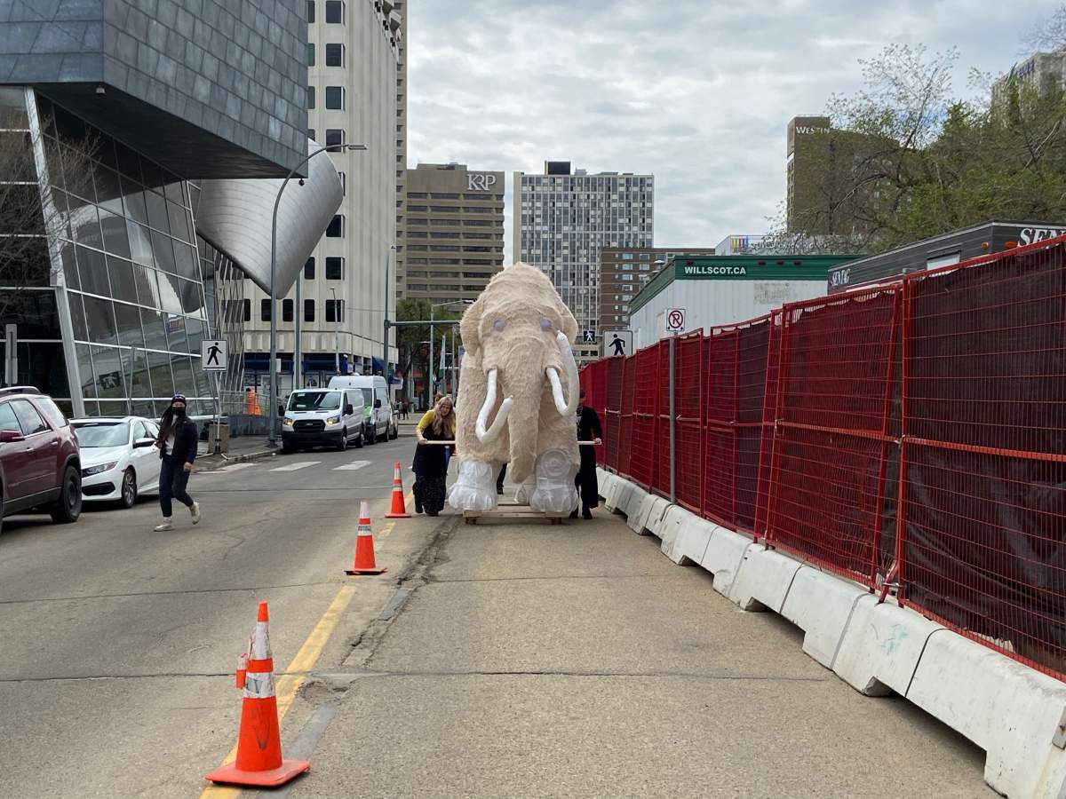Ren the life-sized woolly mammoth lantern sculpture made a journey through downtown Edmonton Monday, May 16, 2022.