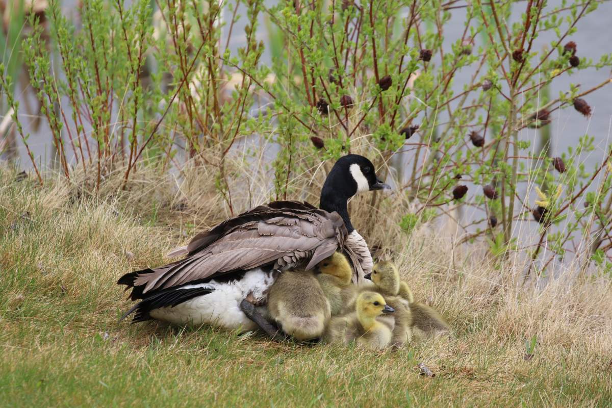 duck your saskatchewan brenda gawluk