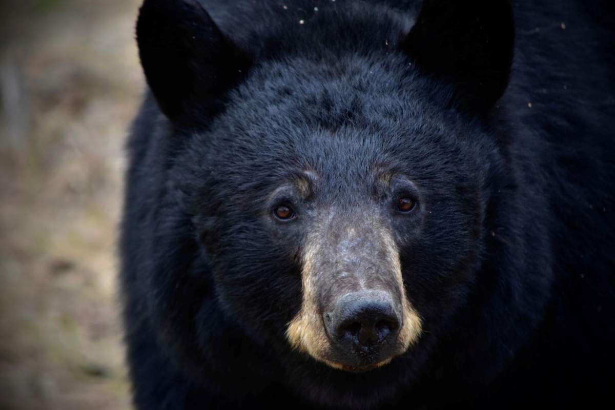 Black Bear