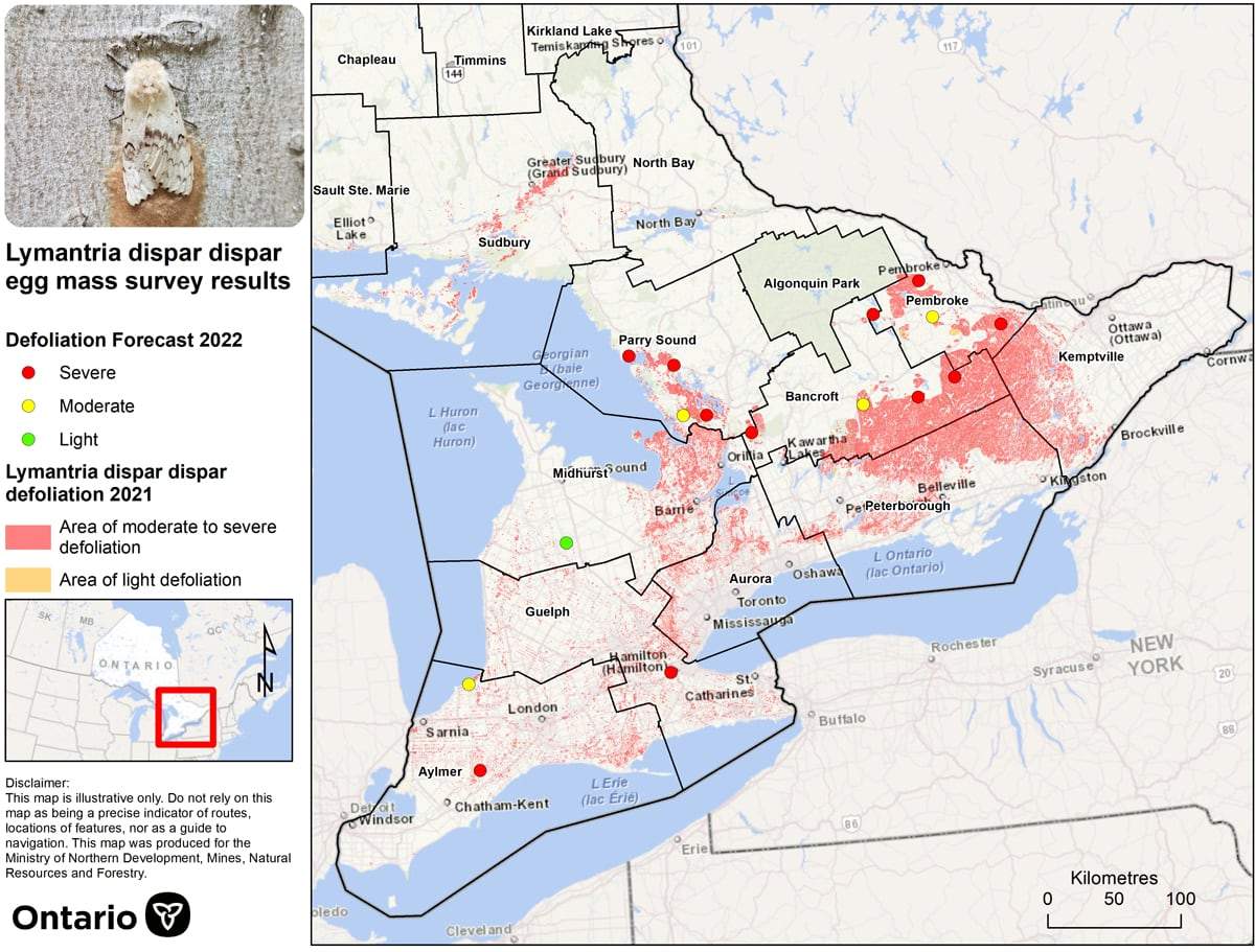 A map that displays Spongy Moth damage in 2021 (represented by shaded areas) and the defoliation forecast for 2022 (represented by dots).