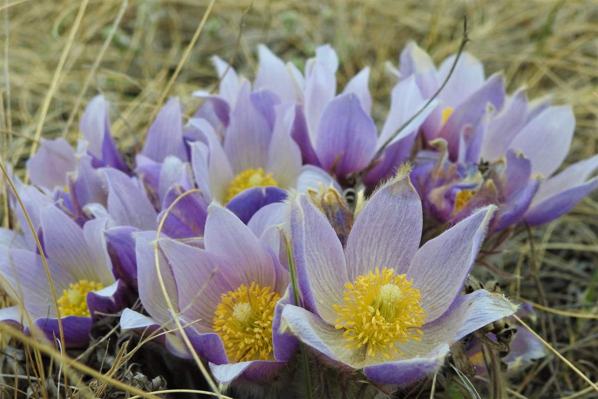 Flowers blooming