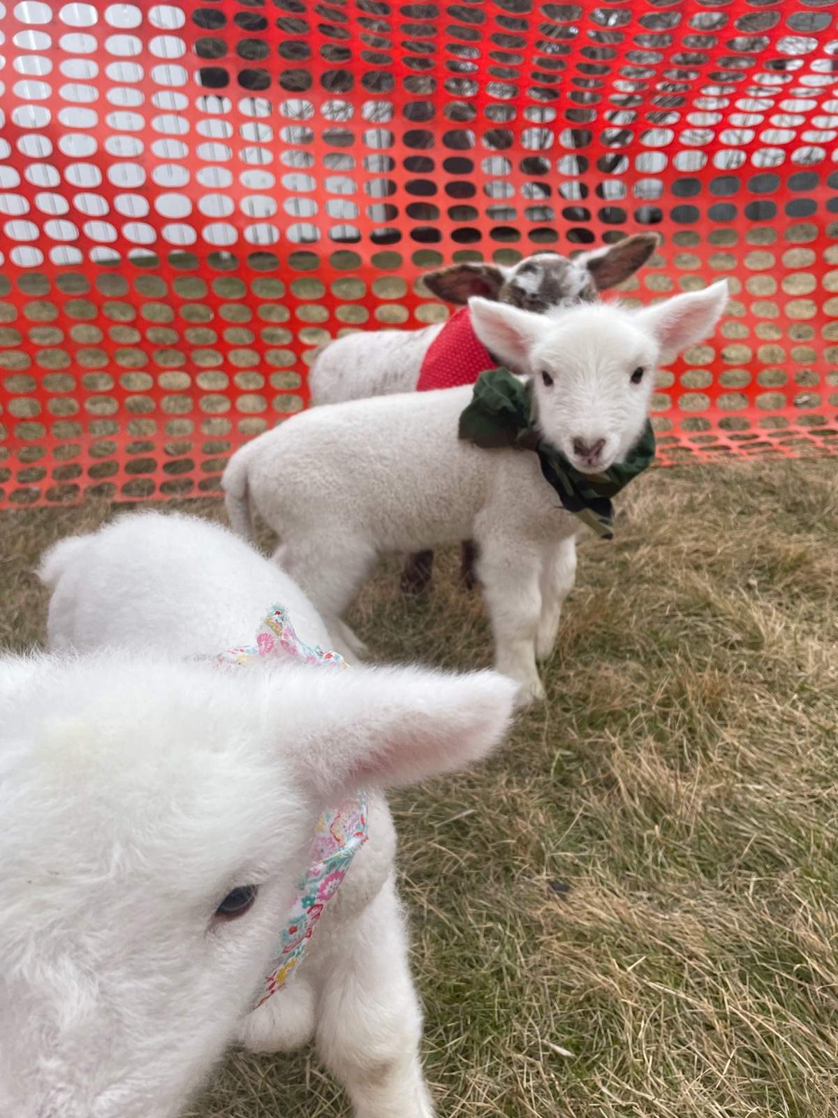 Baby lambs