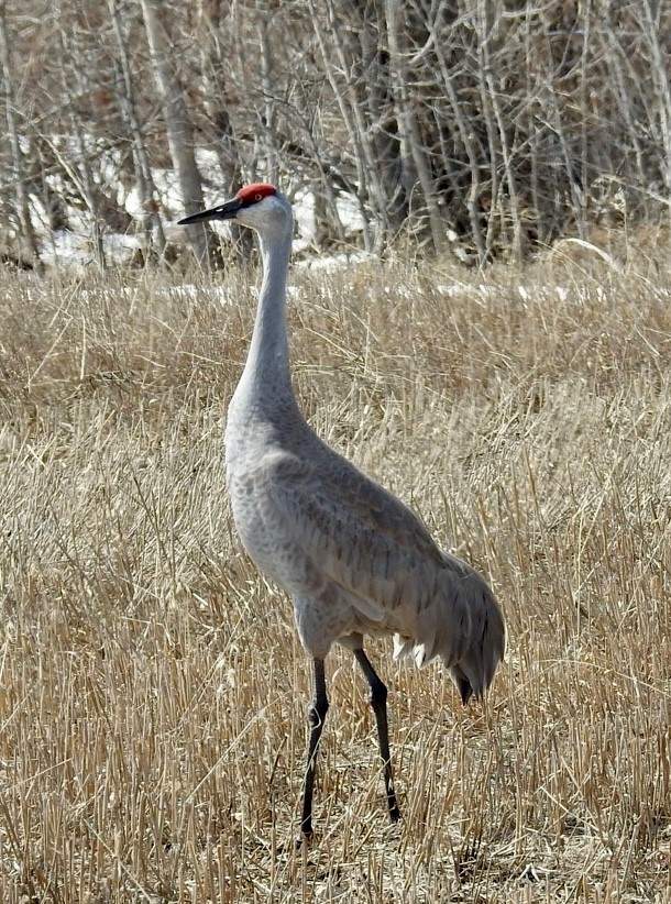 sandhill crane