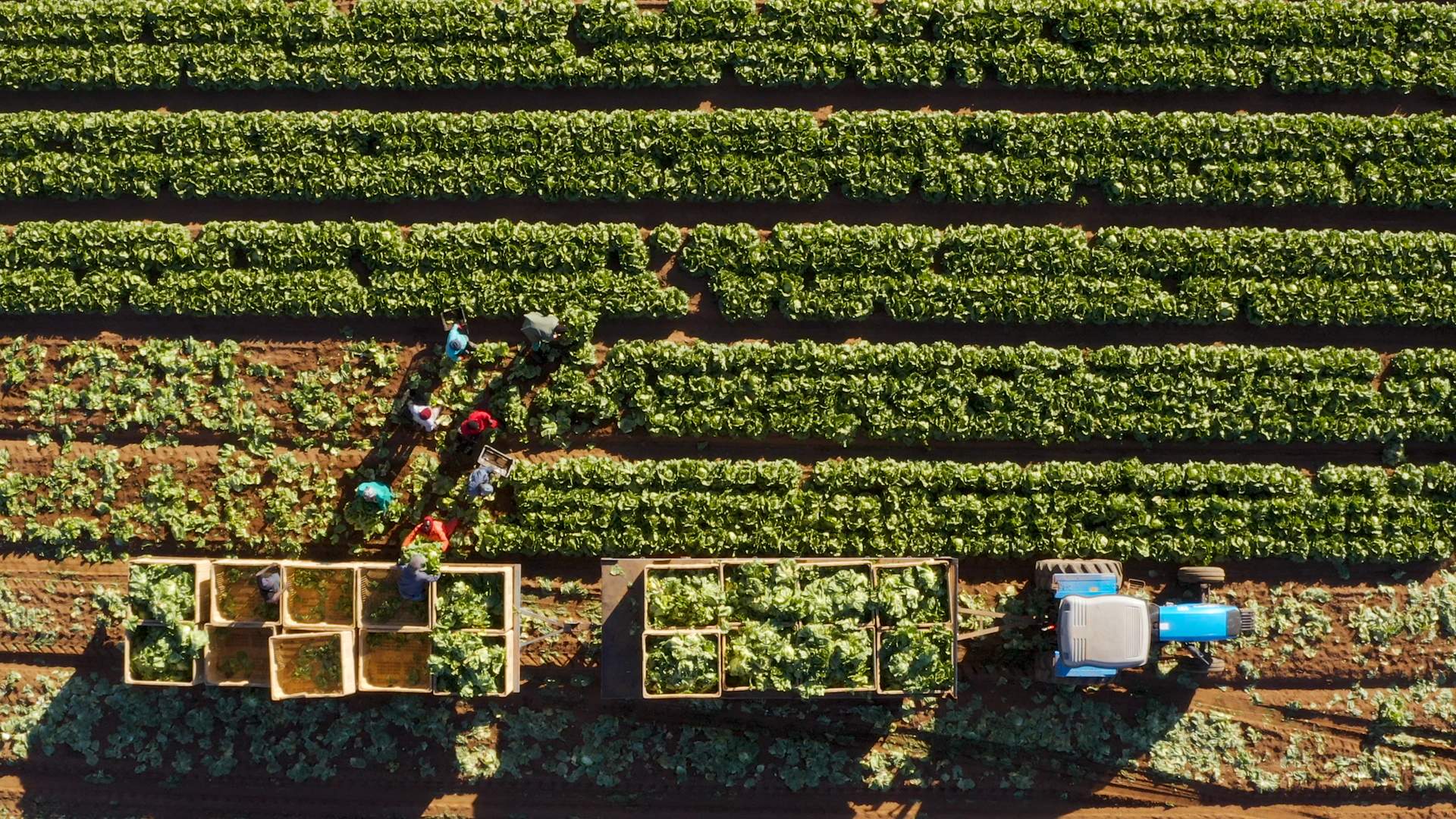 Labourers pick heads of lettuce in California’s Salinas Valley.