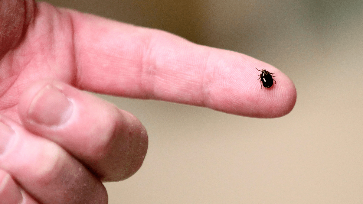A photo of a dog tick in Plainville, Mass. 