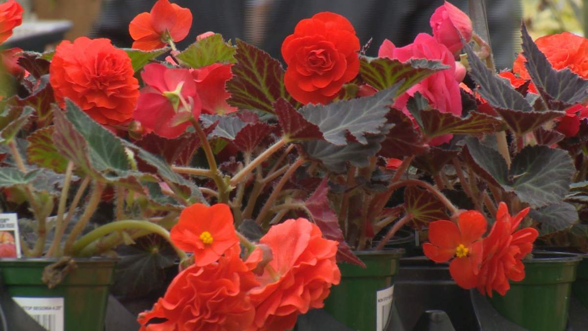 Dutch Growers Garden Centre in Saskatoon.