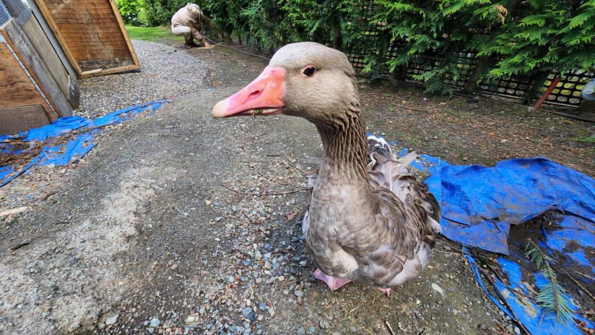 Pet goose Frankie