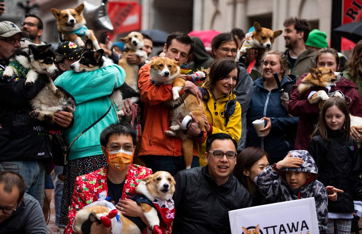 Corgi owners hold up their dogs for a group photo during a corgi parade in celebration of Queen Elizabeth II’s Platinum Jubilee, in Ottawa, on Sunday, May 22, 2022. THE CANADIAN PRESS/Justin Tang