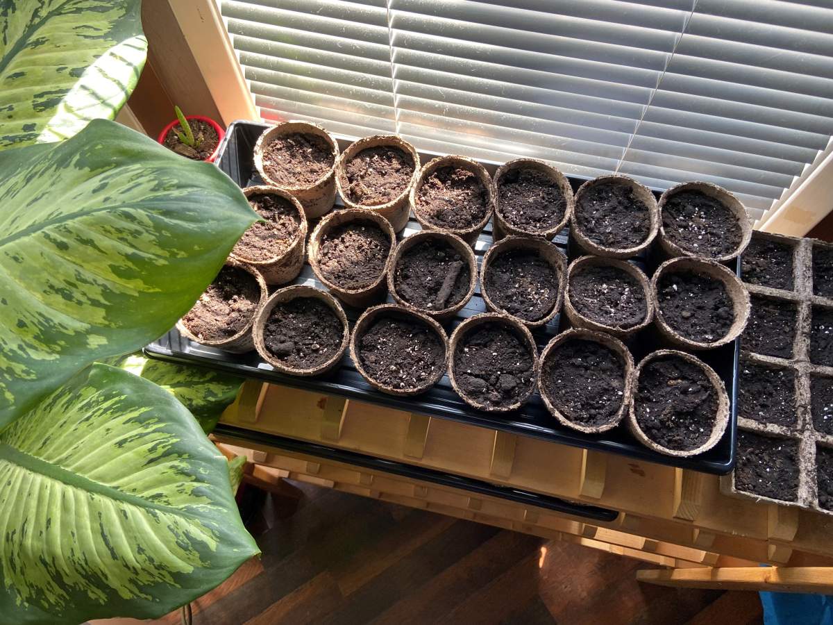 Kara is selling fruit, vegetable and flower seedlings.