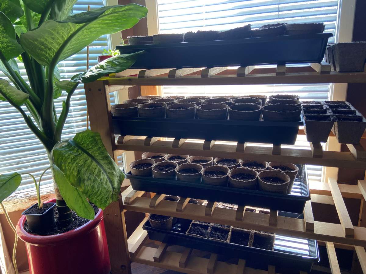 Kara’s seedlings for sale.