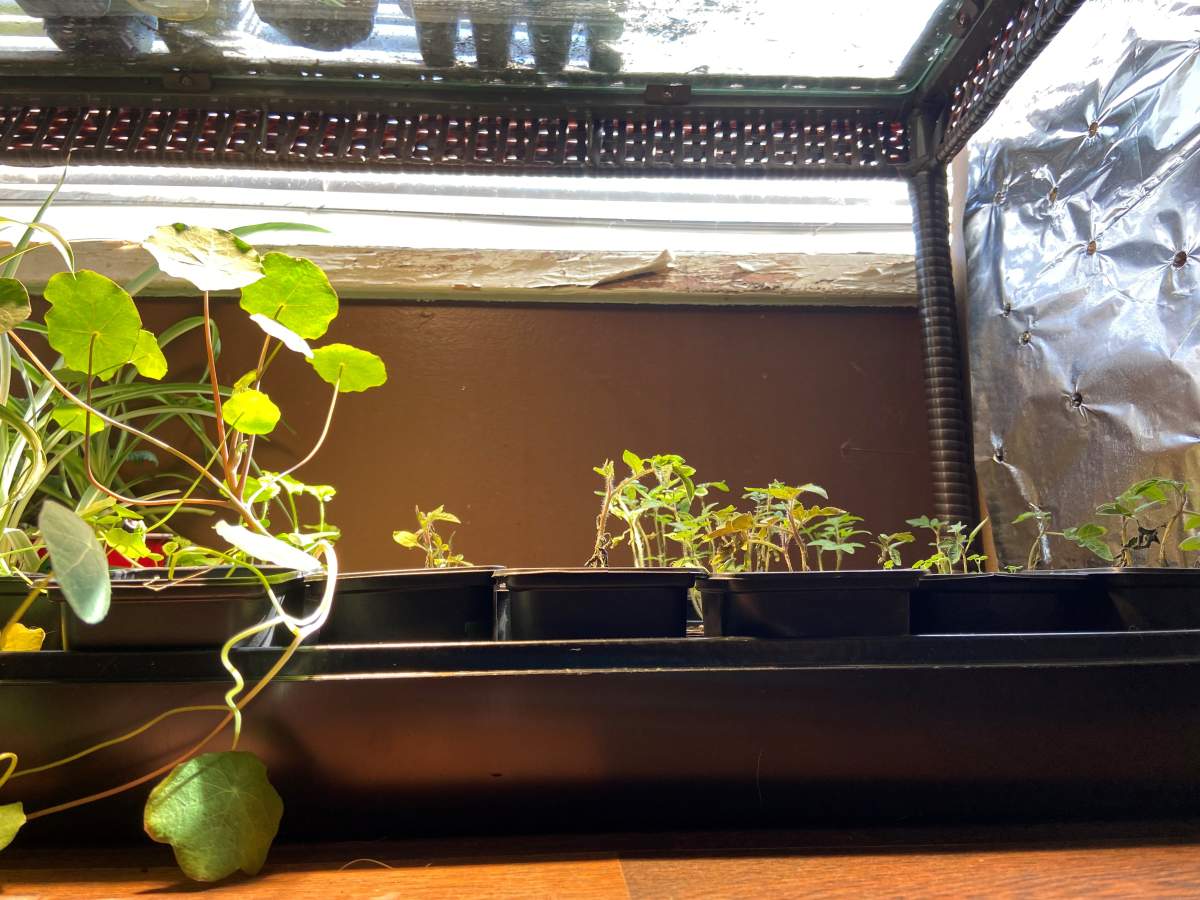 More seedlings and seeds.
