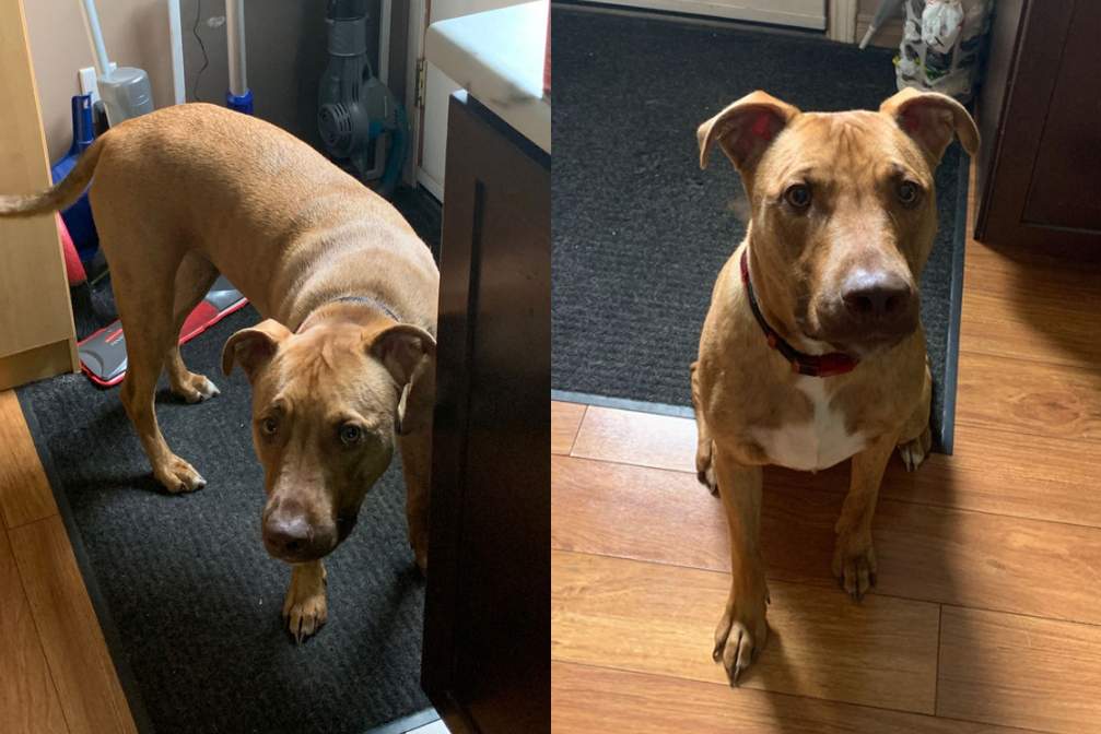 ‘Why the dog?’: London man urges safe return of dog stolen with truck - image