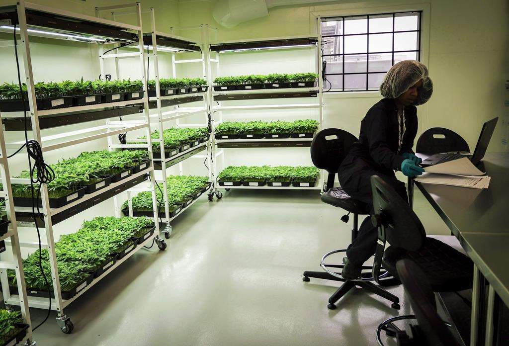 An employee monitors young marijuana in a grow room during a tour of the Sundial Growers Inc. marijuana cultivation facility in Olds, Alta., Wednesday, Oct. 10, 2018.