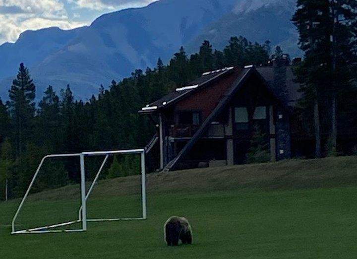 A school in Canmore, Alta., was briefly put into lockdown mode on Friday because of a grizzly bear wandering nearby, according to the RCMP.