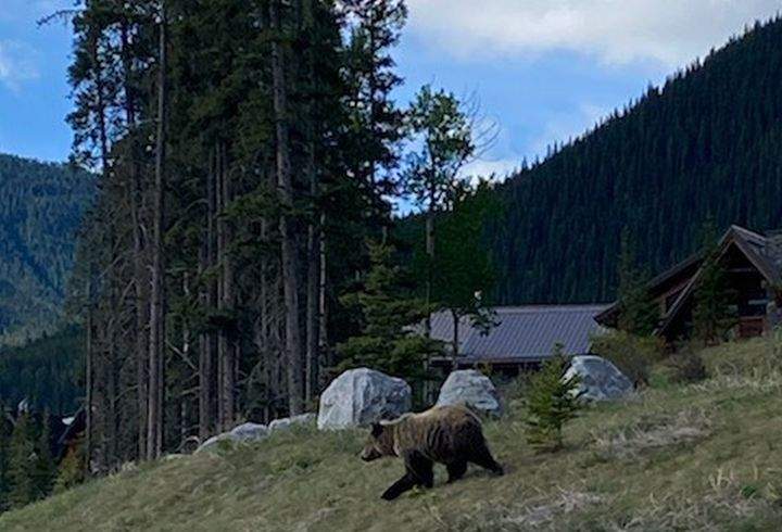 A school in Canmore, Alta., was briefly put into lockdown mode on Friday because of a grizzly bear wandering nearby, according to the RCMP.