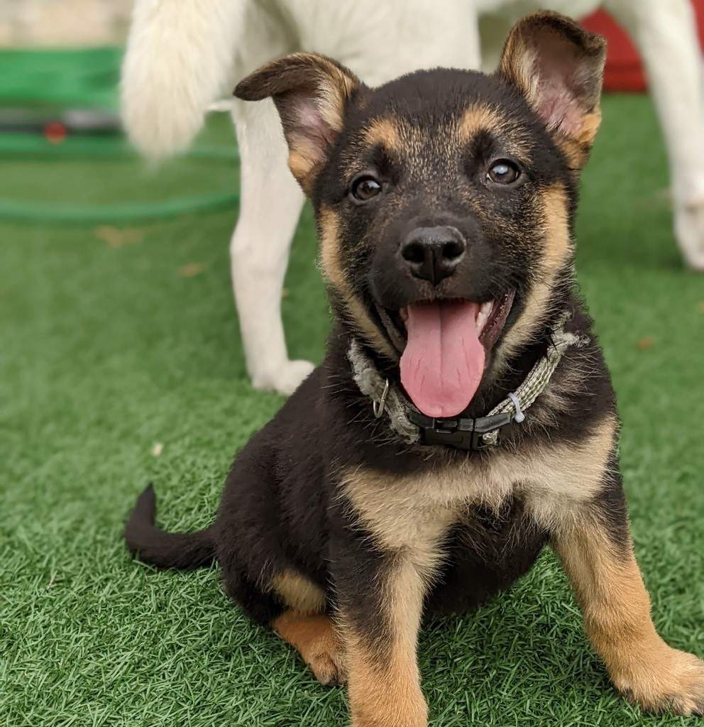 CC RezQs Regina shared recently that they are unable to take in more dogs and puppies until further notice due to a lack of fosters available to them.