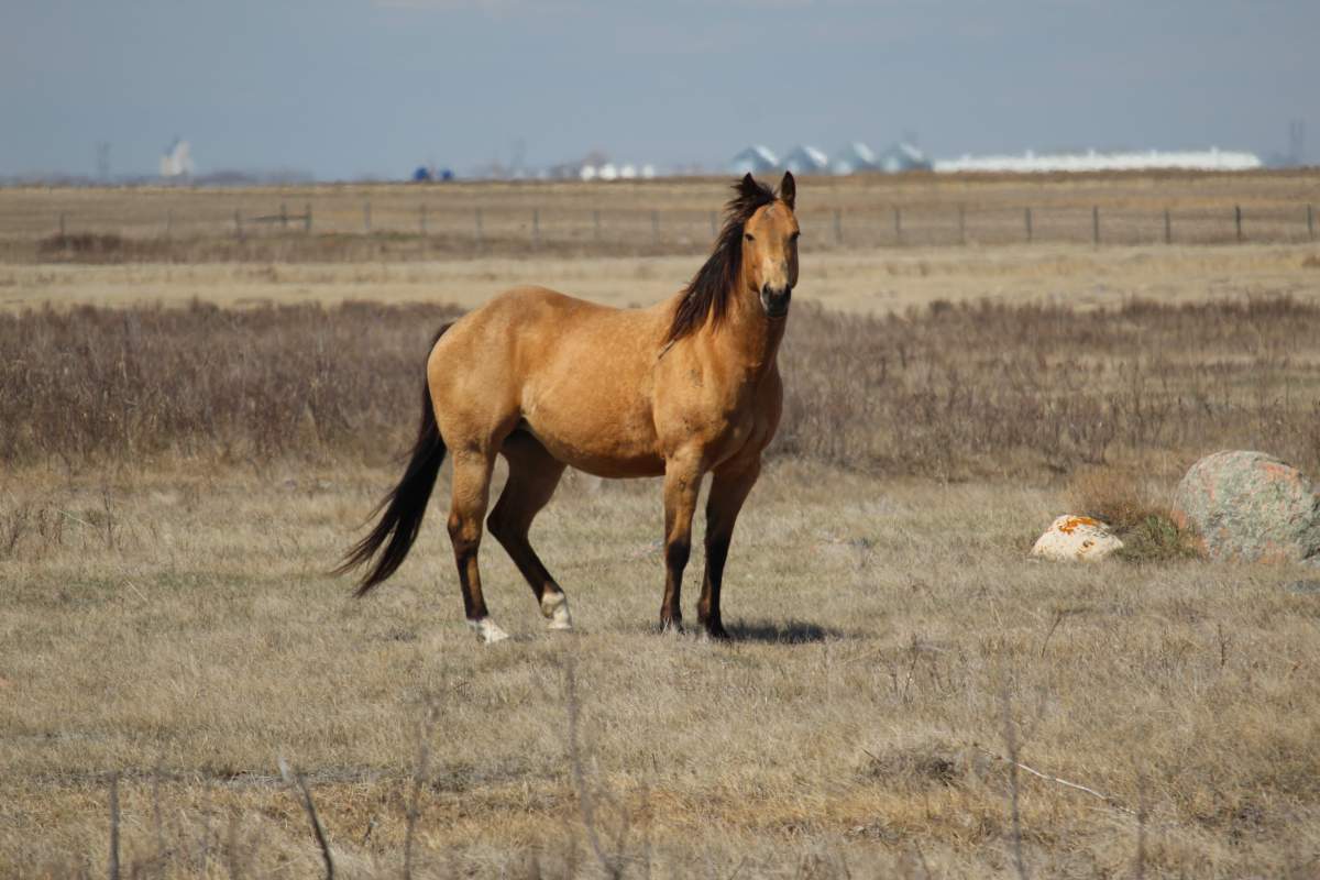 Horse