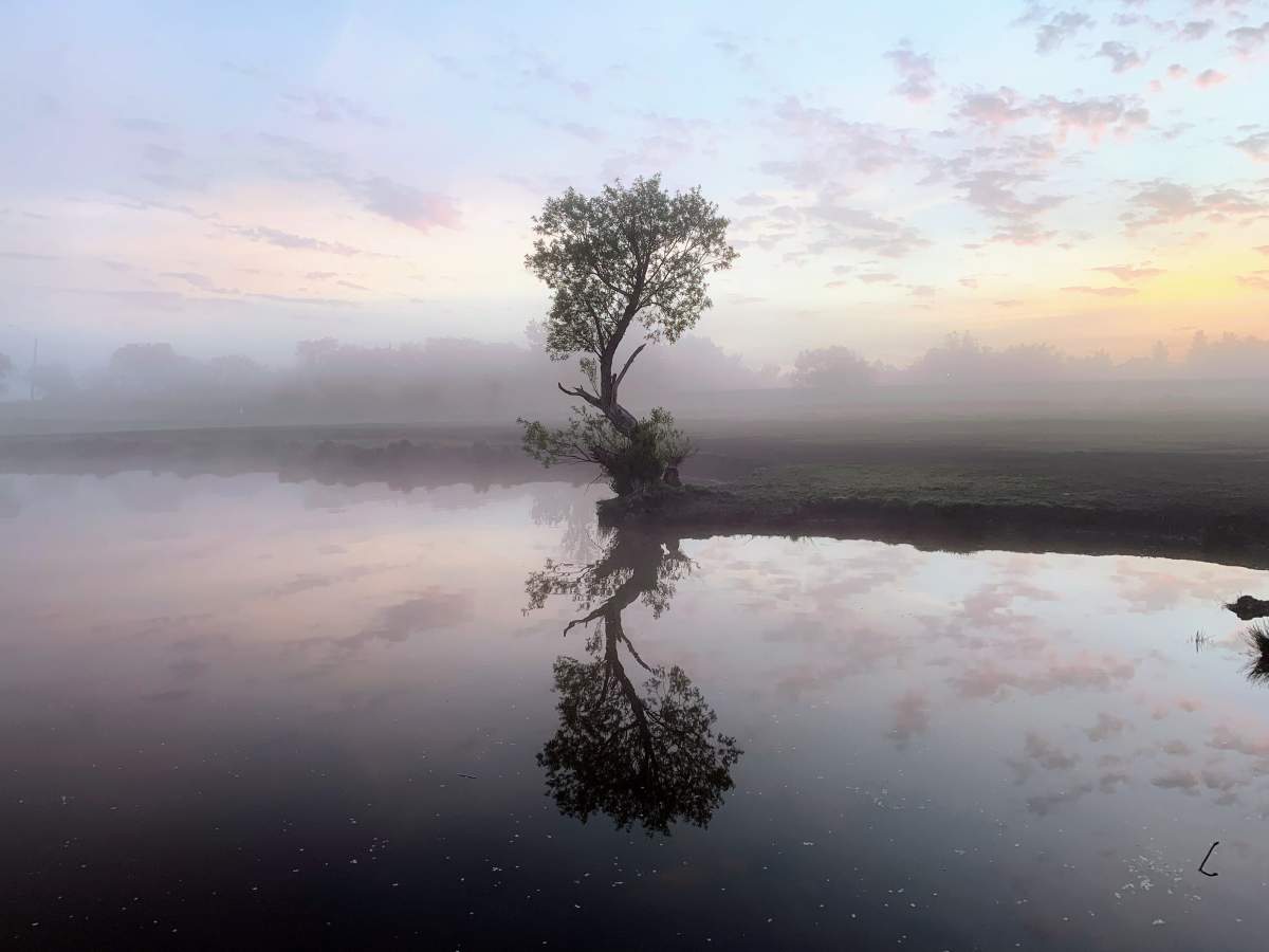tree over lake cloudy sky