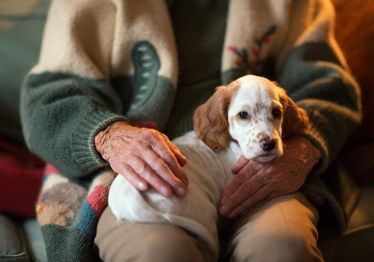 The animals' presence will provide comfort to victims and help them feel more confident and safe as they navigate the legal process.