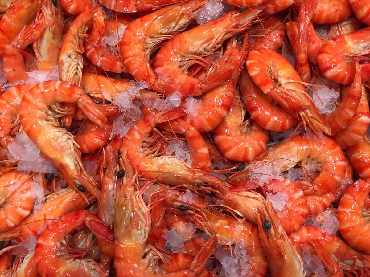 Spot Prawns are popular in B.C.