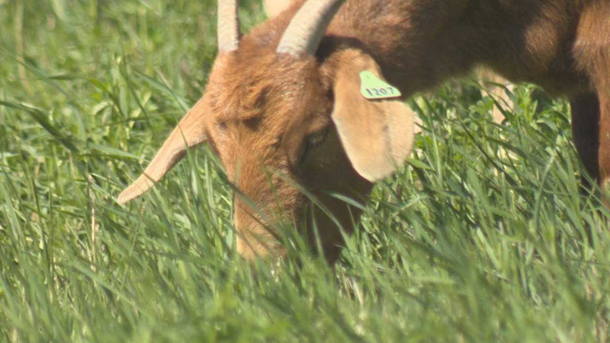 goats grazing at Wascana Centre to take out invasive weeds
