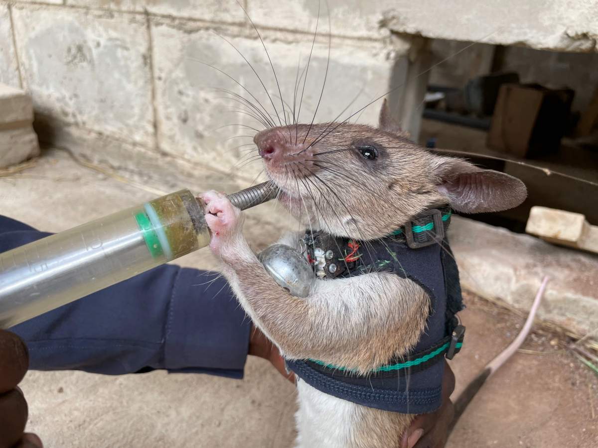 Trainee rescue rat Daniel receives a reward of a 'rat smothie' containing avocado and banana at the APOPO research facility in Morogoro, Tanzania.
