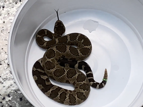 Enzo the rattlesnake was rescued earlier this month after hitching a ride in a Ferrari from the South Okanagan to Metro Vancouver. He was returned to his home in Osoyoos, B.C. on June 19, 2022.