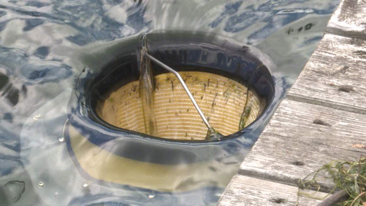 Two seabins have been installed in Kingston to collect macroplastics and microplastics from local waters.