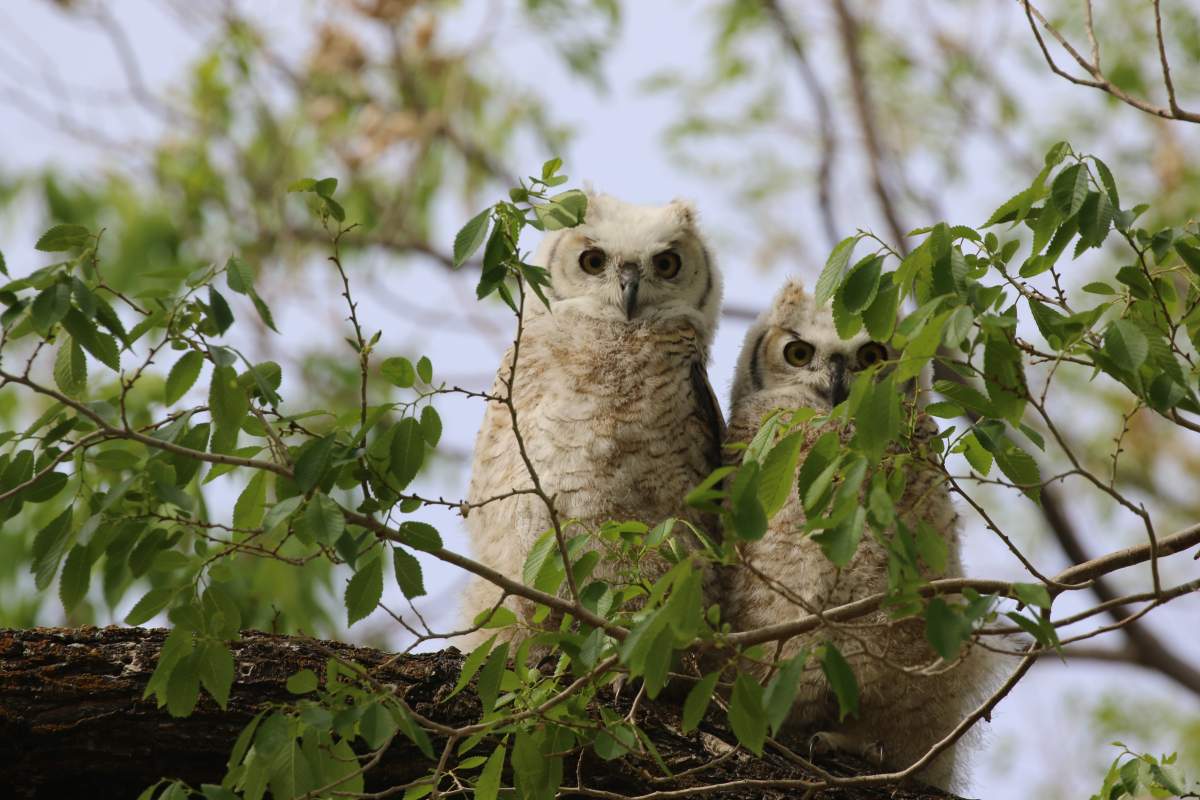 two owlets in trees