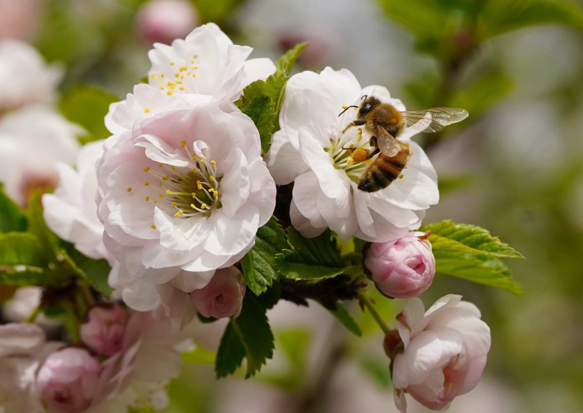 pink flowers