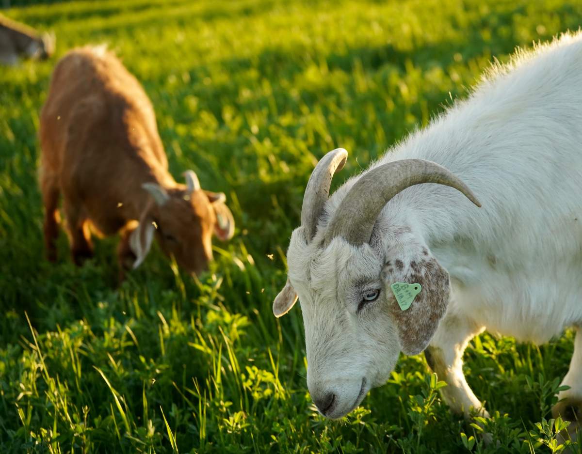 goats grazing
