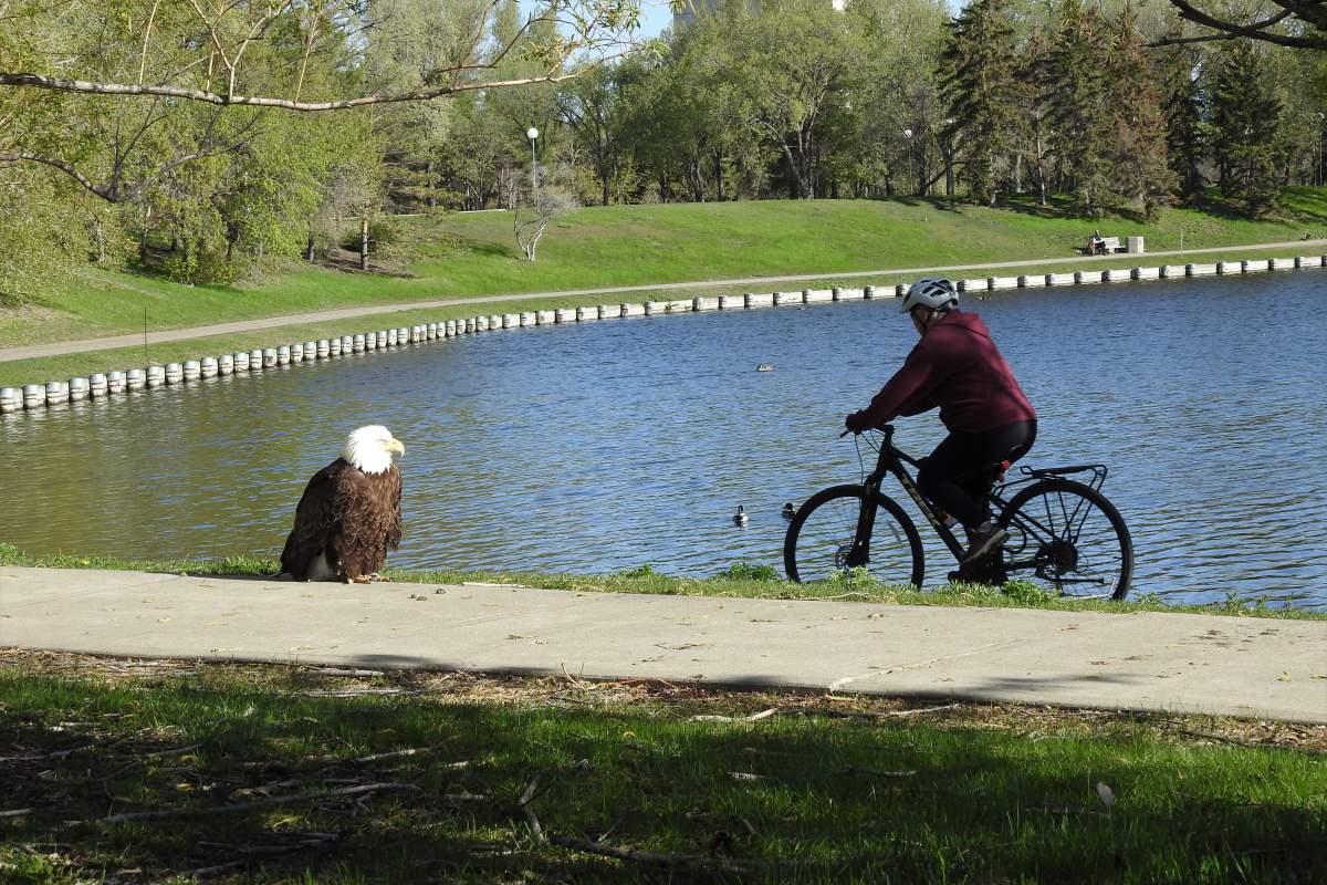 bike riding eagle