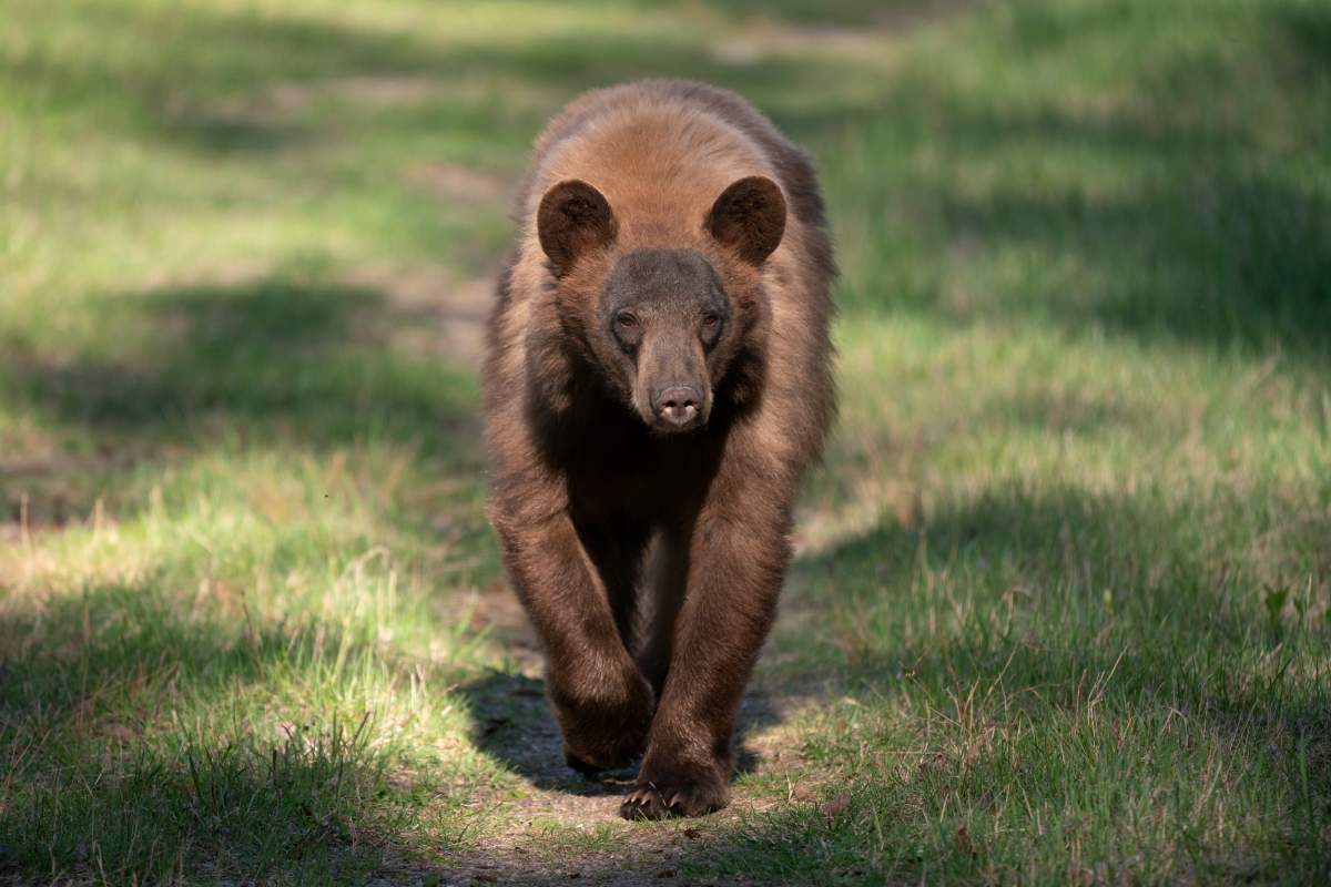 FILE. A young black bear The B.C. Conservation Office shared their Top 10 list of curious wildlife calls from 2022.