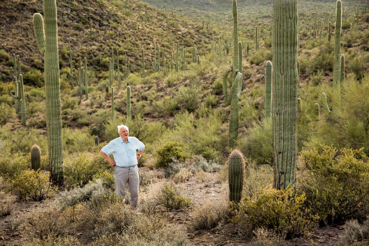 David Attenborough