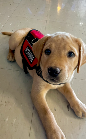 Murphy, a yellow Labrador retriever puppy, died Wednesday morning.