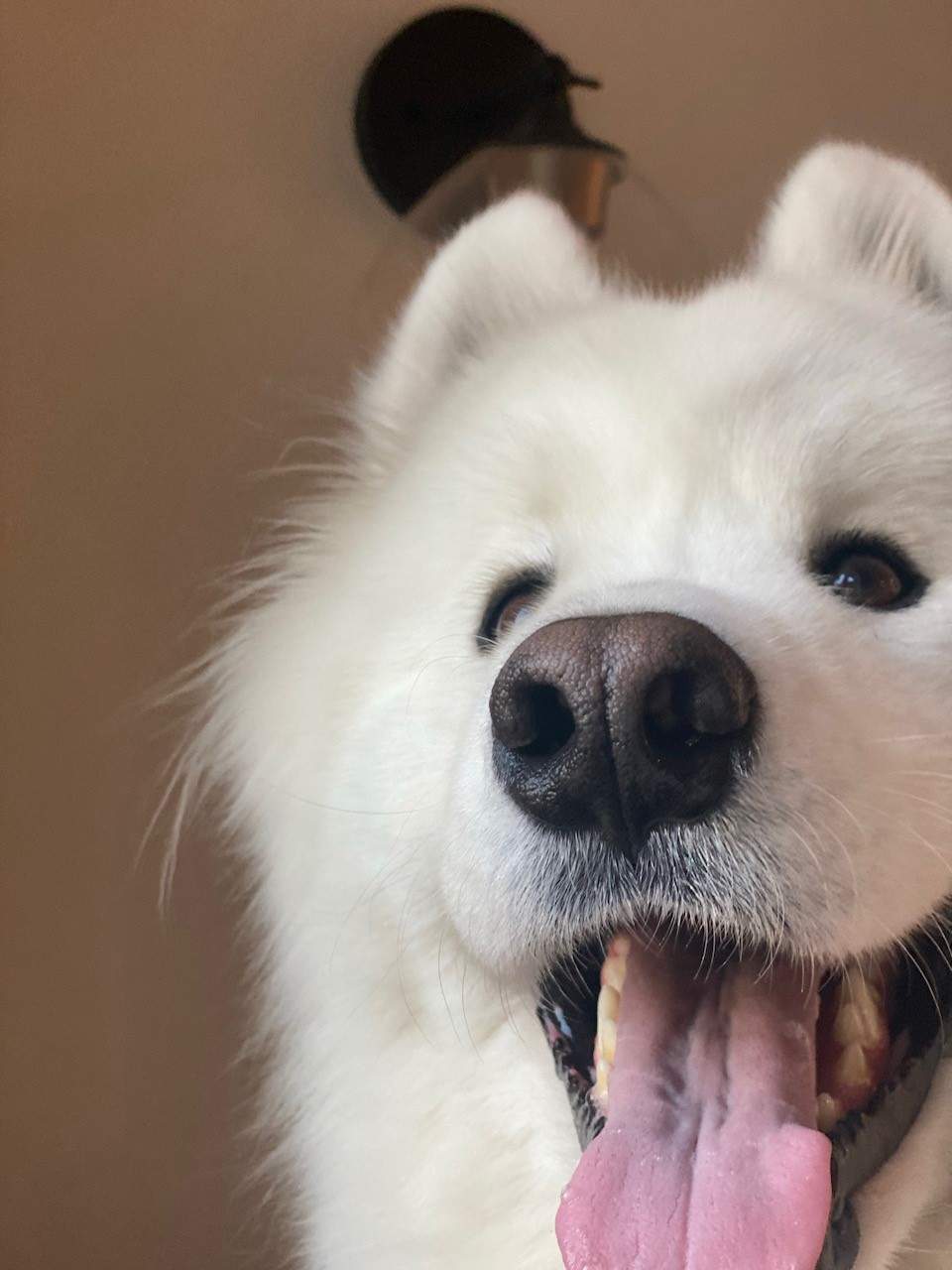 Chilly, a four-year-old dog was left in the vehicle for several hours leading to his death while in the care of his dog walker.