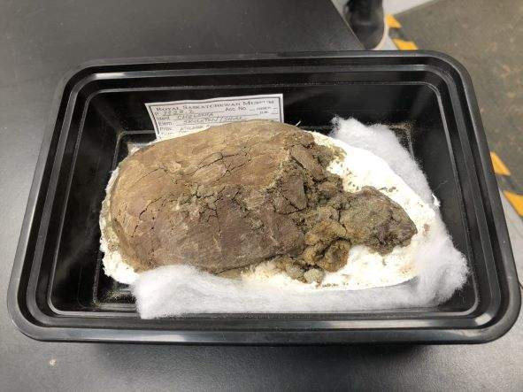 New research on a tiny turtle discovered near Grasslands National Park in 2016 has been sparking interests as the new specimen is the second of its kind studied in North America.