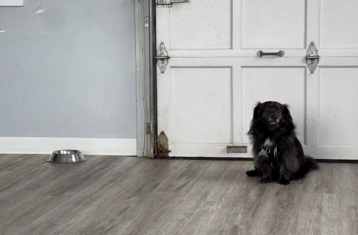 A client takes a break at Shantel's Wagging Tails.