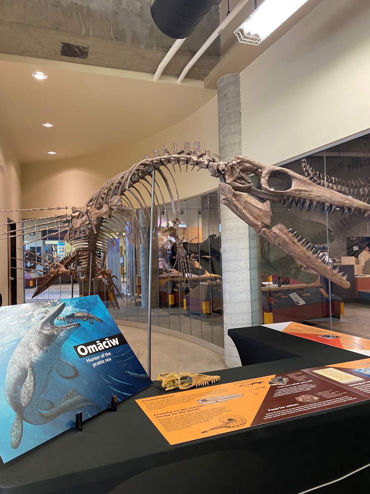 The new Tylosaur exhibit at the T. rex Discovery Centre (TRDC).