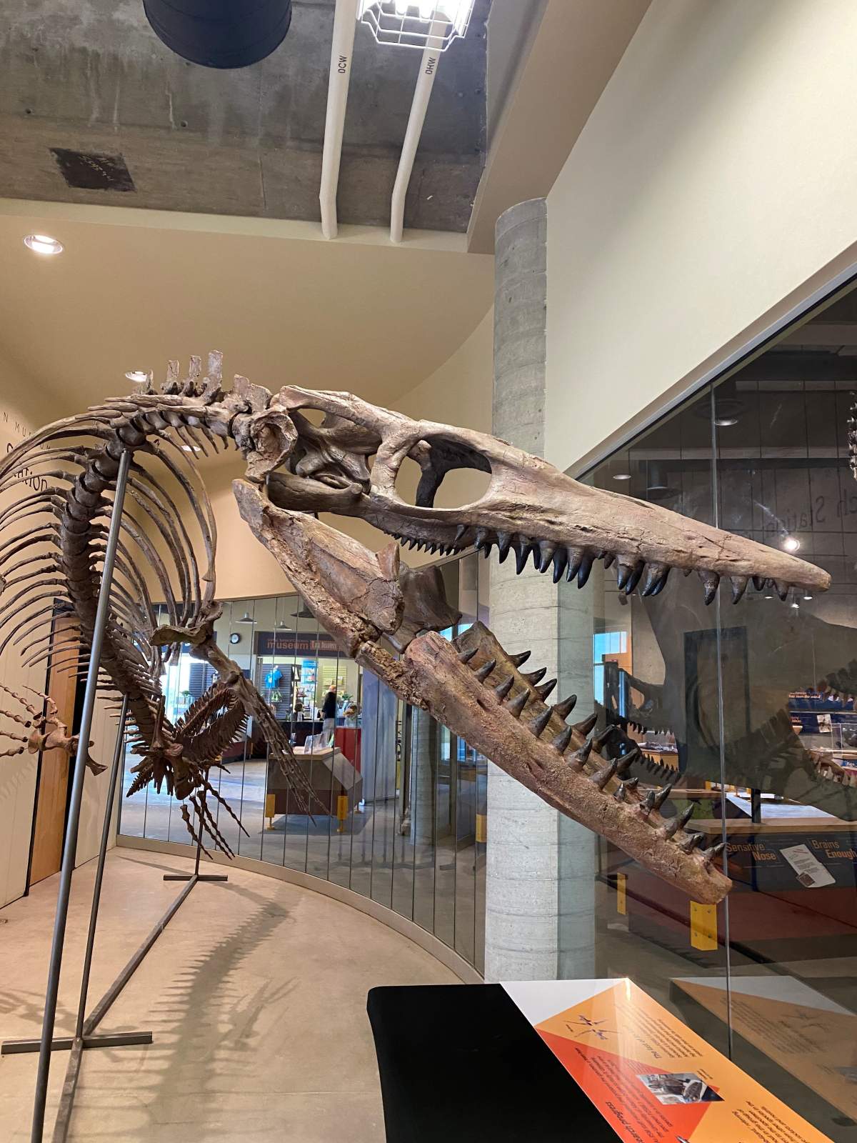 The new Tylosaur exhibit at the T. rex Discovery Centre (TRDC)