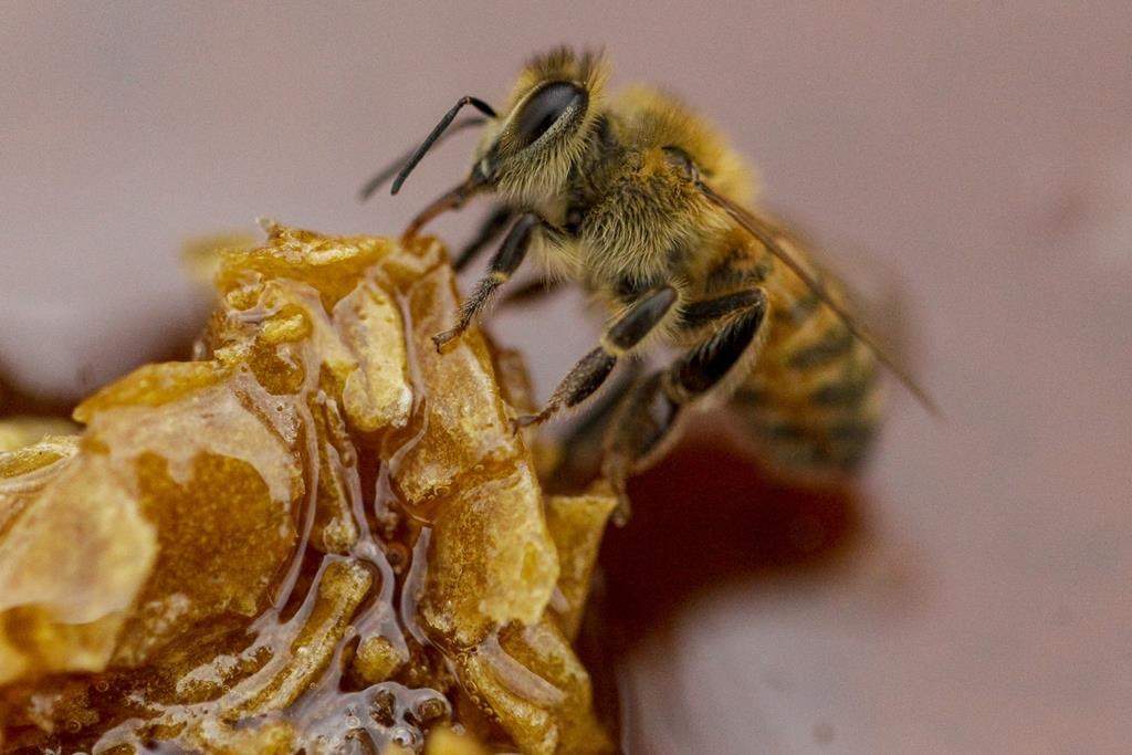 Honeybee