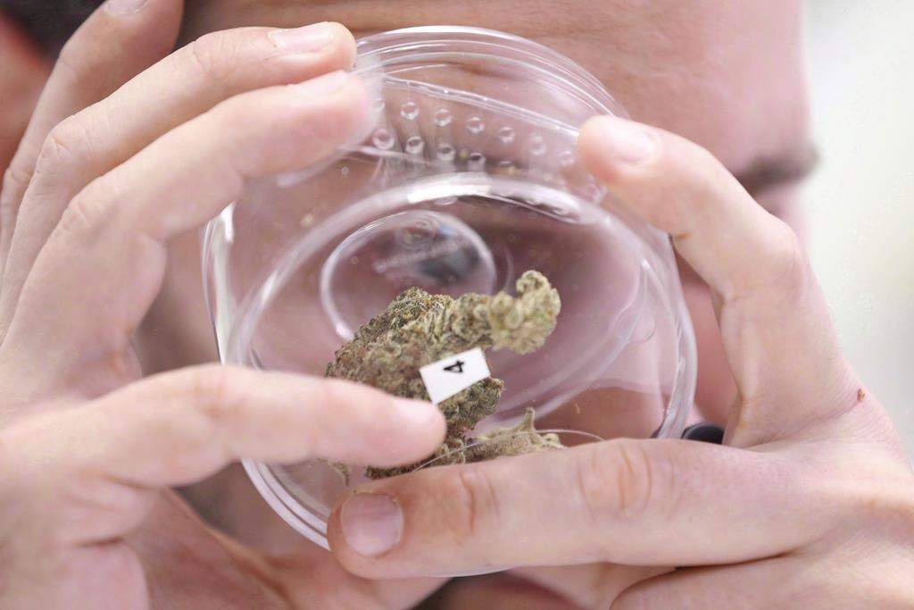 A customer checks out a sample at a cannabis store in Winnipeg on October 17, 2018. THE CANADIAN PRESS/John Woods.