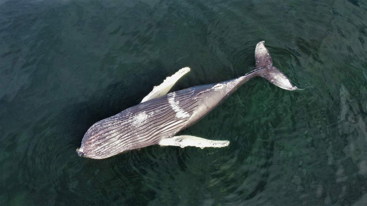 The carcass is that of a small, male humpback whale.