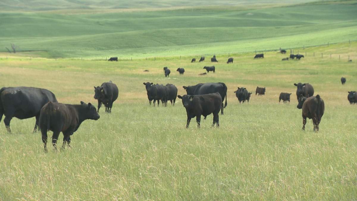 The surviving members of the Briere herd graze.