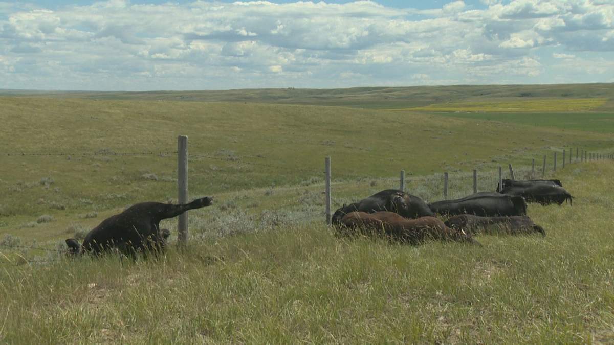 Some of the dead animals are seen.