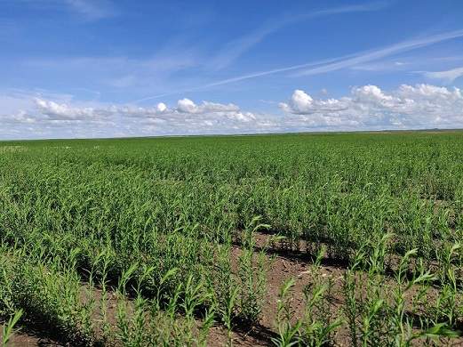 Flax Field