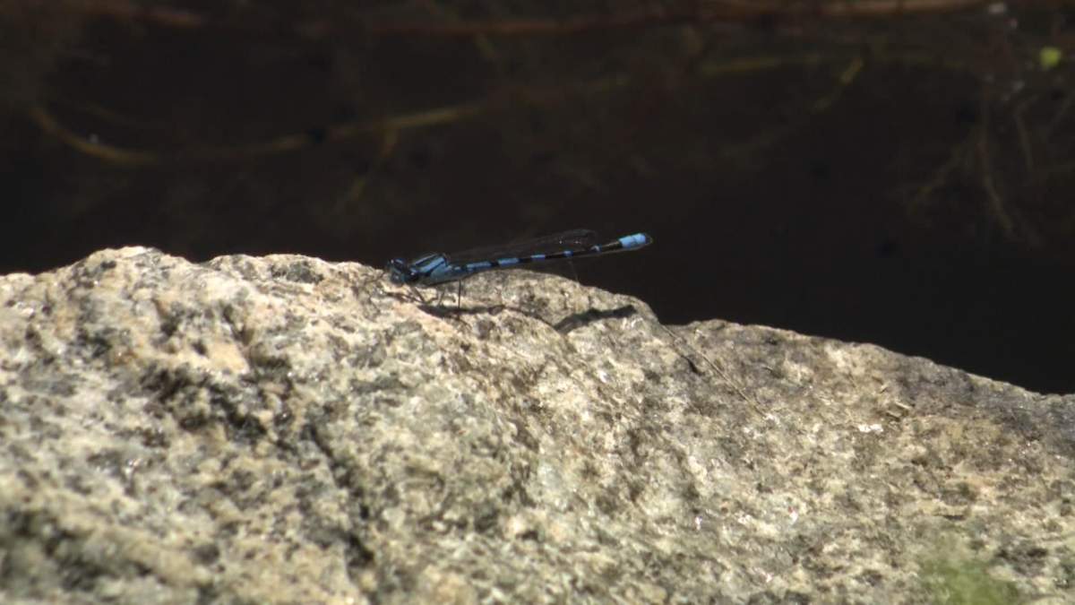 Experts say dragonfly numbers are down in 2022, but the insect is not on the verge of extinction.