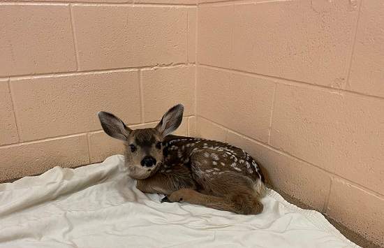 The fawn at rest while waiting to be picked up by the B.C. Conservation Officer Service.